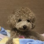 [우리강아지] 내 <b>뒷목</b>에 코 박고 자는데 숨쉬는 거 다 느껴짐 ㅅㅂ...