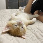 건강에 해로운 사진들(feat.냥이)