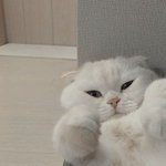 [조언부탁해] 애들아 나 줮망했냐??