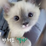 [고양이] 고양이사연읽어주는집사