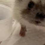 우리<b>딥</b> 고슴이 손 <b>개</b>귀엽지 않냐