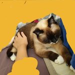 [드루와] 지금 옆에 고양이 있음