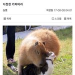 [댓글부탁해] 엥 서울애들아 너네 <b>단디</b> 뜻 몰라??