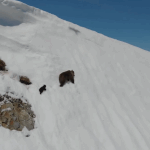 [댓글부탁해] <b>설산</b>을 오르는 아기곰과 어미곰 짤