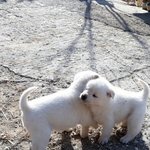 [드루와] 백돌<b>아아</b> 꺄아아아아악 넘 귀엽따!!!
