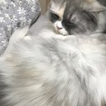 <b>울집</b> 고양이나 봐라