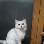 [고양이] 고양이 <b>보호소</b>에서 만난 우리 공주