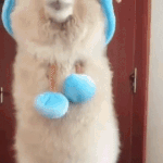 [방탄소년단] 탄이들이 <b>동물</b>이 된다면?