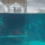 <b>물속</b>의 악어