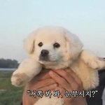 [드루와] 노페 <b>검정</b>뽀글이 ㅇㄸ??