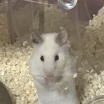 [댓글부탁해] 울햄 ㄹㅇ <b>개실</b>끄러워ㅠㅠㅜㅜㅜ