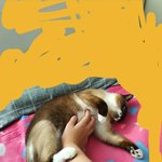 [드루와] 우리 <b>고앵이</b> 지금 좋아죽음
