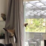 파도 파도 끝이 없는 고양이 <b>미담</b>