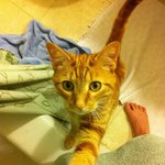 고양이..그리고 <b>금단</b>의 그곳 in 욕실