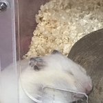 [댓글부탁해] <b>햄스터</b> 보일러켰는데 따뜻한지 나와서잠ㅜㅜ