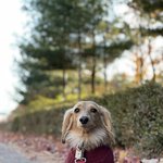 [강아지] 우리<b>집</b> 애들 너무 이뻐요..