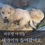 [강아지] 피부병 3남매