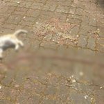 고양이 사체 옆 장기 <b>진열</b>… ‘김해 나래공원 사건’ 발칵