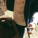 [NCT] 와 <b>동물</b> 더워보인다고 자기 덩치로 가려주는 런쥔