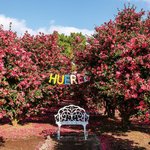 [여행] 휴애리(hueree) 자연생활공원 <b>동백</b>축제 개최​