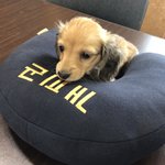 [강아지] <b>장모</b>닥스훈트 매력을 느껴봐!