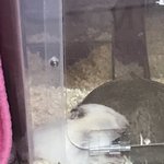 [댓글부탁해] 우리 햄서터 자는거 제발 봐<b>주</b><b>셈</b>