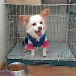 우리 강아지 도련님 한복 <b>입음</b>ㅋ