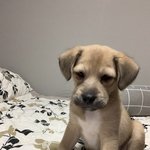 시<b>고르</b>자브종 우리 애기 퉁퉁 부었쪄ㅠㅠ