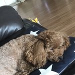 <b>울애기</b> 잔다