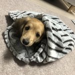 [강아지] 우리 또 왔어!