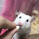 우리 <b>햄스터</b> 귀여운거 ㅇㅈ하노