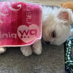 헐 <b>예리</b> 강아지 키우나봄