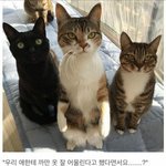 [댓글부탁해] 여기 하나뿐인 내편 본사람 있음??