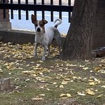 광주 <b>서구</b> 강아지 잃어버린분 있어요?