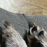 <b>울</b> <b>집</b> 강아지 발바닥 볼래?