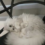 고양이 에이즈에서 고양이 IBD(<b>염증</b>성 장질환)의심이 된다며 멀쩡한...