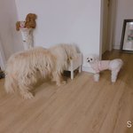 [말티즈슈가] 말티즈슈가 이야기 (여섯)