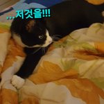 [고양이] 으르신... 밤에 주무세요!!!