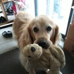 [강아지] 산책이 급할 땐 산책인형을 물고 나오는 리트리버ㅋ