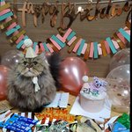 [고양이] 고양이 생일상 차렸어요