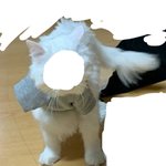 <b>울집</b> 고영희에게 옷 사줬는데...ㅋㅎ