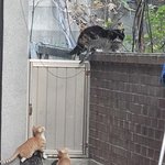 냥이  6마리