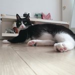 [고양이] <b>나른</b>함도 좋죠~? 으르신~^^