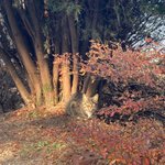 [드루와] 후면 찍을때 기카랑 <b>보정어플</b>이랑 차이 나??