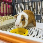 [기니피그] 안녕하세요 파양된 기니피그 '찰리'의 이야기를 들어주세요...