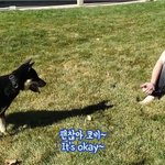 [이것좀봐줘] 잘생긴 <b>진돗개</b>랑 미국 훈남이라니ㅠㅠ