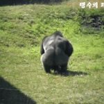 <b>뒷태</b> 섹시 전문 아이돌 1위