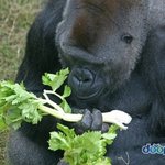 먹방하는 <b>울</b> <b>오빠</b> 보구가~