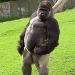 짤하나 내 본진 <b>복근</b>ㅋ