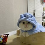 우리집 고양이 봐줘라 개귀여워